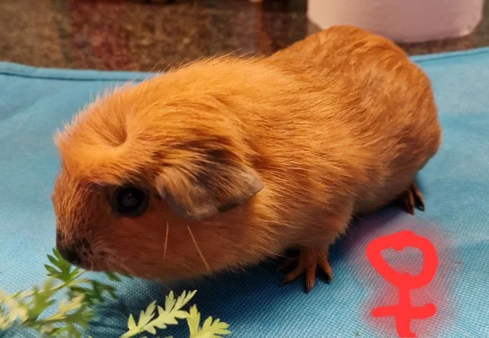 Daruji do dobrých rukou samičku (Anglický crested) a její dvě mláďátka