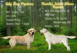 Nabídka štěňat labradorského retrievera