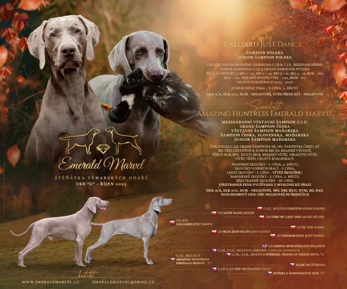 Výmarský ohař krátkosrstý - štěňata s PP - říjen 2025