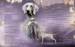 Výmarský ohař krátkosrstý - štěňata s PP - říjen 2025