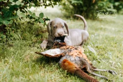 Výmarský ohař krátkosrstý - štěňata s PP - říjen 2025