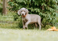 Výmarský ohař krátkosrstý - štěňata s PP - říjen 2025