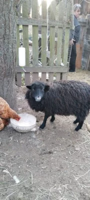 Prodej ovečky quesanske