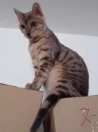 Bengálsky kocour s PP