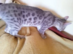 Bengálsky kocour s PP