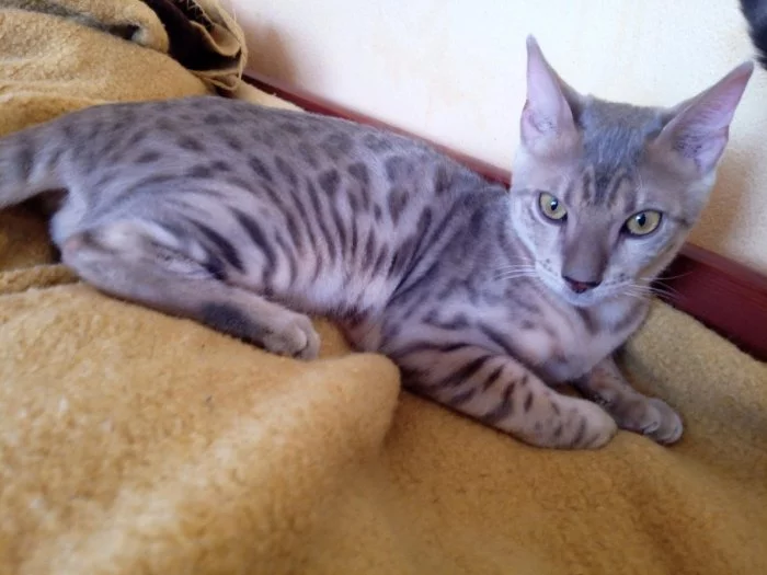 Bengálsky kocour s PP