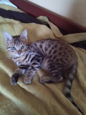 Bengálska kočička PP,kotě