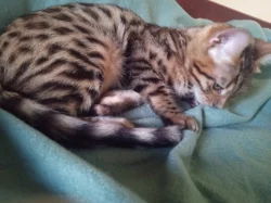 Bengálska kočička PP,kotě