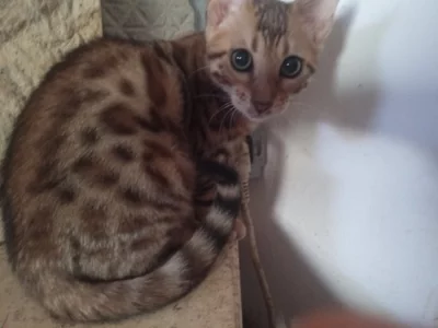 Bengálská kočička PP