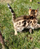 Bengálská kočička PP