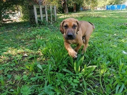 Brazilská fila, štěňata s PP