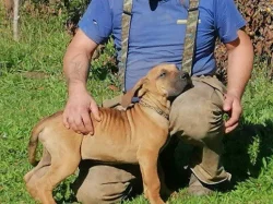 Brazilská fila, štěňata s PP