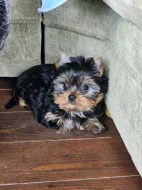 Jorkšírský teriér s PP FCI