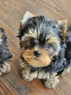 Jorkšírský teriér s PP FCI