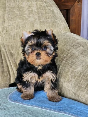 Jorkšírský teriér s PP FCI