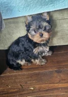 Jorkšírský teriér s PP FCI