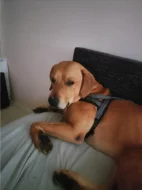 Labrador x Staford, pes