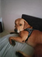 Labrador x Staford, pes