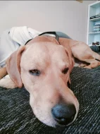 Labrador x Staford, pes