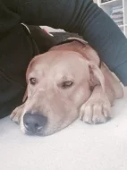 Labrador x Staford, pes