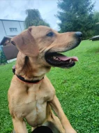 Labrador x Staford, pes