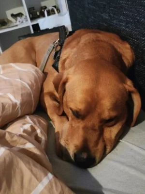 Labrador x Staford, pes