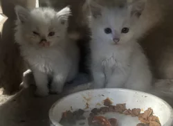 Daruji koťátka do dobrých rukou