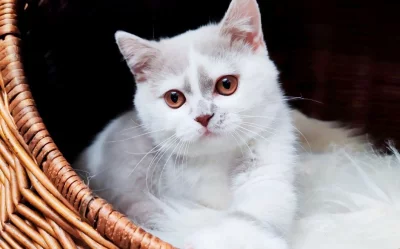 Britská kočička k odběru !