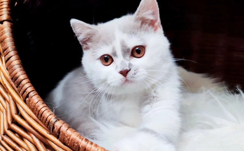 Britská kočička k odběru !