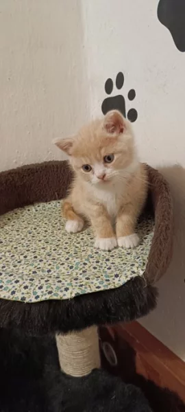 Britská koťata bez PP