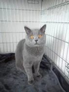 Britská koťata bez PP