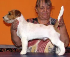 Jack Russell teriér – 4,5měsíční pejsek s PP k odběru