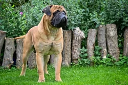 Bullmastiff, Bullmastif, Bulmastif