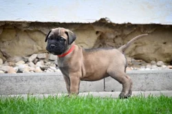 Bullmastiff, Bullmastif, Bulmastif
