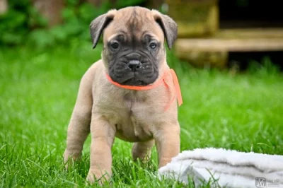 Bullmastiff, Bullmastif, Bulmastif