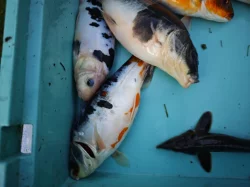 Koi, Karas, jeseter, zlatý lin