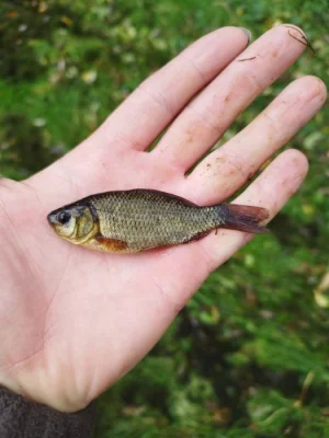 Prodám násadu amura