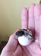 Želva zelenavá mláďata