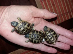 Želva zelenavá mláďata