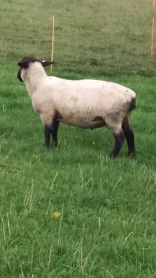 Plemenní beránci Suffolk