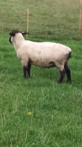 Plemenní beránci Suffolk