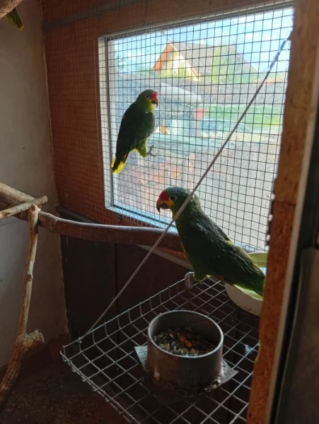 Amazoňan žlutolící