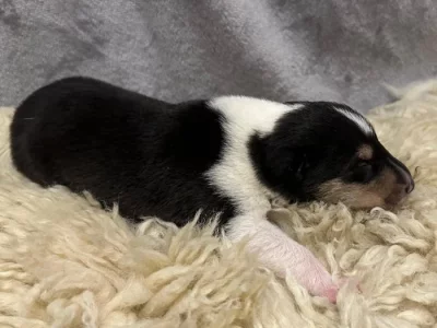 Krátkosrstá kolie s PP