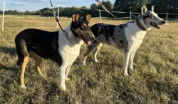 Krátkosrstá kolie s PP