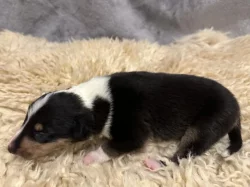 Krátkosrstá kolie s PP