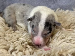 Krátkosrstá kolie s PP