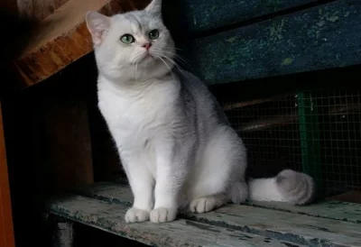 Britský kocour krytí