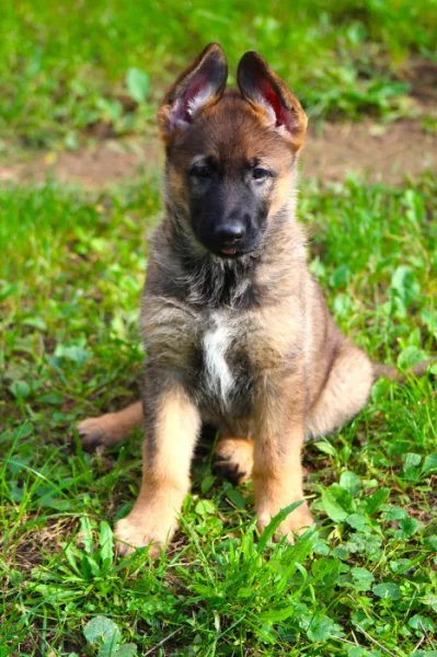 Německý ovčák - štěně s PP