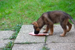 Německý ovčák - štěně s PP