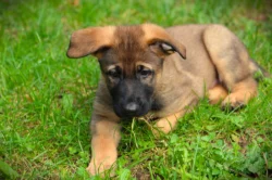 Německý ovčák - štěně s PP